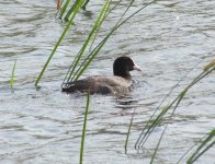 Common Coot.jpg