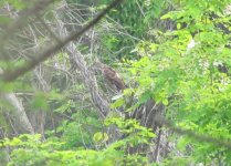 Large Hawk Cuckoo.jpg