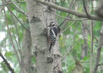 Great-spotted Woodpecker.jpg