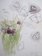 marbled white sketches.JPG