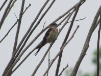 Red-rumped Swallow.jpg