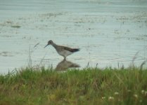 wood sand 1.jpg