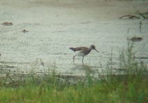 wood sand 3.jpg