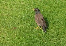 myna2.jpg