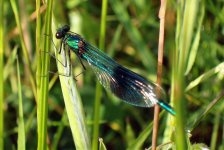 banded demoiselle.jpg