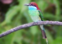 P1150476-blue-bee-eater-6x4.jpg