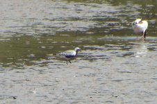 Grey Plover SDC18698.JPG