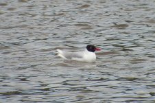 Med Gull SDC18673.jpg