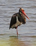 1Stork Black (ciconia nigra) 2 Tiskanias River Lesvos 0905111LQ.jpg