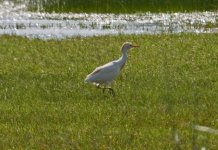 1Egret Cattle (bubulcus ibis) 2 Skala Kaloni Saltpans wetlands Lesvos 0605111LQ.jpg