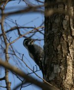 Three_Toed_Woodpecker_Estonia_020411b.jpg