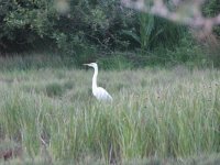 egret 2.JPG