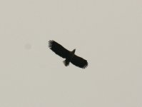 White_Tailed_Eagle_Puise_120411b.jpg