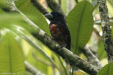 broadbill.jpg