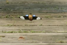 blueWingedPitta.jpg