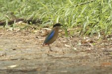 blueWingedPitta2.jpg