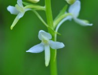 Butterfly Orchid Close.jpg