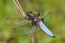 broad-bodied-chaser3.jpg