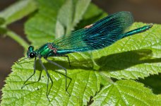 banded-demoiselle12.jpg