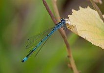 azure-damselfly.jpg