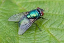 greenbottle.jpg