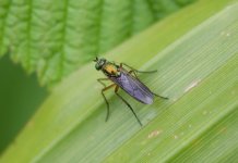 long-legged-fly.jpg