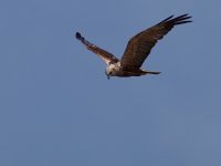 Marsh Harrier 2.jpg