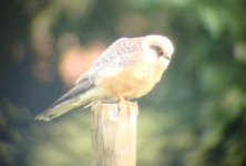 red-footed-falcon2.jpg