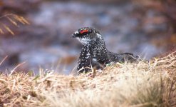 Ptarmigan.jpg