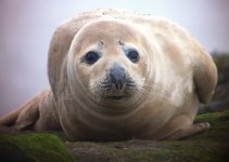 Common Seal.jpg