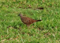 Ruddy Ground-dove (Columbina talpacoti)_1024.jpg