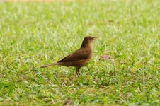 Juvenile Great-tailed Grackle (Quiscalus mexicanus)_1024.jpg