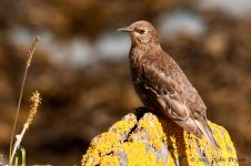 20110725_Ireland_Cobh_10574.jpg