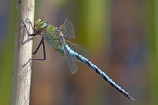 Emperor Dragonfly (M)20110713KibblesworthIMG_5972.jpg