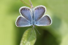 s-studded-blue-5168.jpg