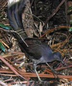 Superb Lyrebird.JPG