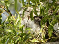 Tawny Frogmouth.JPG