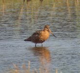 Blackwit SDC19077.jpg