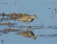 Common Sand SDC19094.jpg