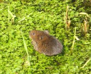 water vole 2010-2011 006.jpg