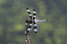 dragon fly tamron IMG_9434.jpg