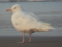 HG leucistic 18062011.JPG