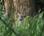 deer crop IMG_9463.jpg