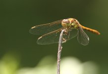 dragonfly 2.jpg