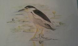 Night Heron.jpg