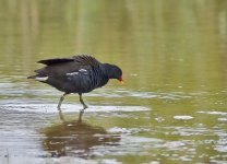 Moorhen wading.jpg