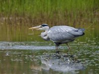 Heron + fish.jpg