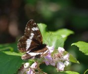 White Admiral.jpg