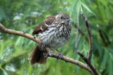 brown thrasher juvenile IMG_9105.jpg