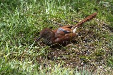 Brown Thrasher sick or injured IMG_9320.jpg